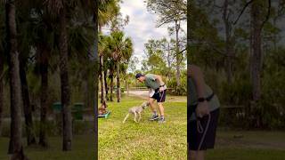 Marker training and using active rewards dogtrainingfundamentals dogobedience weimaraner [upl. by Tobias]