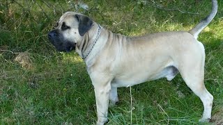 Boerboel investigating a new object [upl. by Jt]