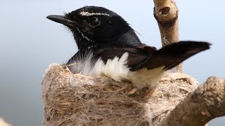 Wonderful Willie Wagtails – From eggs to fledglings [upl. by Enahs]