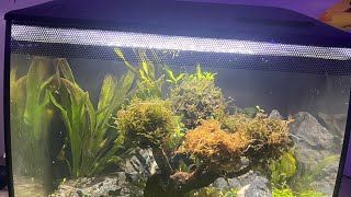 Getting pea puffer and tank mates for pea puffer In the fluval flex tank [upl. by Arimak]