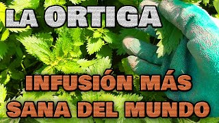 La ORTIGA 🌿 La INFUSIÓN Más Saludable y Ecológica  Cosecha y Preparación para Adelgazar Rápido [upl. by Aowda]