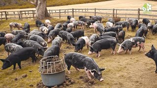 Inside Americas Massive Pig Farming Industry 729 Million Pigs Revealed [upl. by Gypsie]