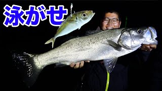 活きアジを泳がせると超簡単に巨大魚が釣れる！ [upl. by Yderf]