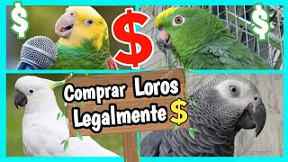 COMPRAR LOROS que HABLAN de FORMA LEGAL 💲🦜🐦💸 [upl. by Haiasi543]