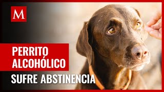 Perro con alcoholismo es atendido en refugio de Reino Unido [upl. by Tabb]