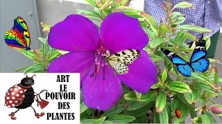 Conseils jardinage Tibouchina Urvilleana Comment faire une bouture vivace méditerranéenne [upl. by Venn]