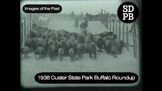 1938 Custer State Park Buffalo Roundup  Images of the Past [upl. by Publus713]