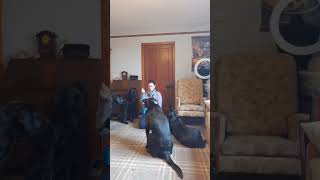 Stop Resource Guarding Between Dogs Multiple Dogs Training [upl. by Khalin]