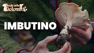 Funghi delle Dolomiti 🍄  E1 Imbutino COMMESTIBILE [upl. by Drain404]