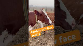 Face quality off Ayrshire cow [upl. by Weitzman]