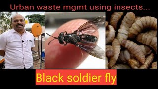 Black soldier Flywaste ManagementInsects farm [upl. by Stephannie749]