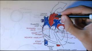 Cardiovascular System Anatomy [upl. by Temhem]