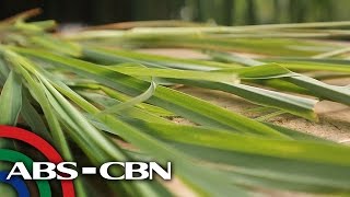 Salamat Dok Health benefits of Lemongrass  Cure Mula sa Nature [upl. by Miguela827]