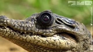 Brave Little Bird Defends Crocodile Eggs [upl. by Alram]