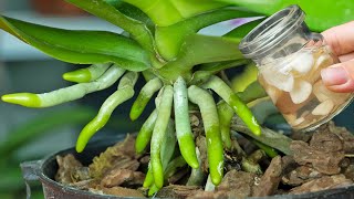 Old orchids quickly take root and bloom thanks to this trick [upl. by Fassold]