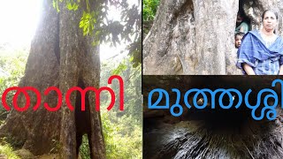 VIRAL TREE AT THUSHARAGIRI WATER FALLSwayanad wayanadvibes wayanadlove [upl. by Shivers144]