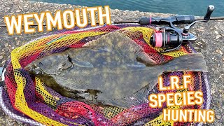 LRF Species Hunting in Weymouth Harbour Dorset [upl. by Enyahc]