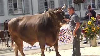 Kantonale Stier und Juniorschau Herisau 2018 [upl. by Sankey]