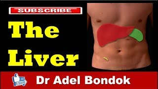 Anatomy of the Liver Dr Adel Bondok [upl. by Adele]