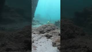 Pompano Pier underwater camera [upl. by Llertrac865]