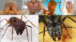 Names Of 30 Species Of AntsAnts name in english pictures [upl. by Yerocal]