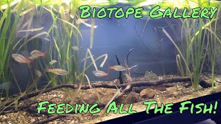 FEEDING ALL MY FISH Biotope Gallery [upl. by Ardeid]