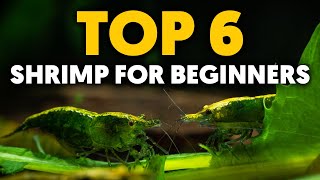 Dwarf Shrimp 🦐 Top 6 EasyToKeep Freshwater Shrimp For Beginners [upl. by Misa]