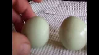 First egg from my Lavender Ameraucana Chickens [upl. by Strep]