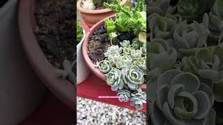 SUCULENTA ROSADE PEDRAOROSTACHYS FURUSEI shortsyoutube suculentas videos 多肉植物 succulent 多肉植物 [upl. by Tekla]