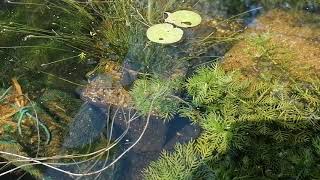 Female newt laying her eggs [upl. by Bixby90]