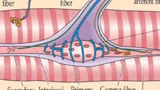 Huso Neuromuscular [upl. by Ringo]