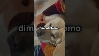 Scopri i Sorprendenti Benefici Psicologici di Avere un Cane che Ti Ama AmoreCanino BeneficiCani [upl. by Enelehs]