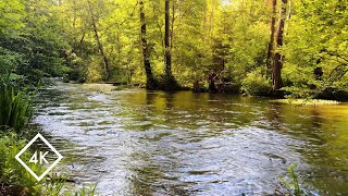 Relaxing River amp Bird Sounds  Forest Nature Sounds Ambience for Better Sleep  NaturSpezlcom [upl. by Aihsekel]