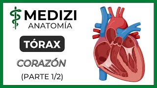 Anatomía del Tórax  Corazón Parte 12 [upl. by Eirehc954]