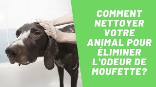 Comment nettoyer votre animal pour éliminer lodeur de moufette  SOS Odeurs [upl. by Ahsikcin]