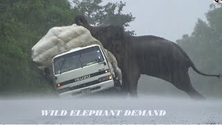 The elephant tried to overturn a lorry carrying paddy during the heavy rainELEPHANTSRILANKA [upl. by Patsy]