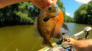 Bream fishing with Bobbers Worms and some times the beetle spin [upl. by Middleton]