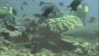 Moorea lemon shark scuba dive [upl. by Aiciled]