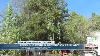 Possible world record okra plant in Carteret County [upl. by Bruyn]