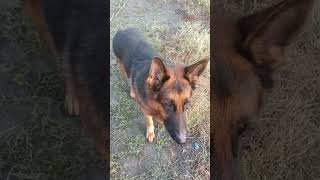 dog dogs lyrics germanshepherd youtube youtubeshorts doglover dogparents funny cute love [upl. by Tega]