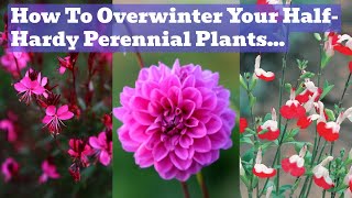 Overwintering HalfHardy Perennials  Dahlias Salvias Gaura Penstemon Etc [upl. by Eikceb425]