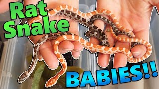 We got Baby Amelanistic Rat Snakes [upl. by Anna-Diane]