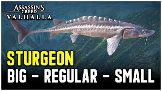 Assassins Creed Valhalla  Sturgeon Fish Locations Big  Regular  Small [upl. by Acirem]