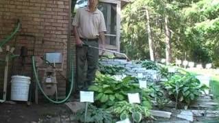 Hosing Your Hostas a Hosta Watering Experience [upl. by Vernice]