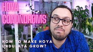 How to Make Hoya undulata Grow  Hoya Conundrums [upl. by Dyson]