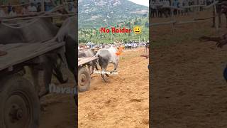 bull Power Full Bulls Without Raider Janakampalli Bull Race ytshorts viralshorts subscribelike [upl. by Arramahs605]