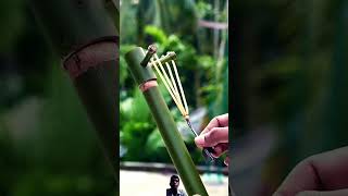 Bamboos creation new idea bamboo amazing handmade satisfying bambooart slingshots nature [upl. by Driscoll]