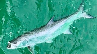 Tarpon at Navarre Beach Pier [upl. by Draper]