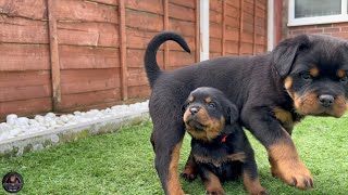 4 Weeks Old Rottweiler Puppies Meet 6 Weeks Old Rottweiler Puppies [upl. by Francisco]