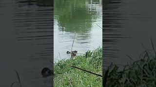 A pair of puddle ducks swimming by the lotus pondnature [upl. by Niad]